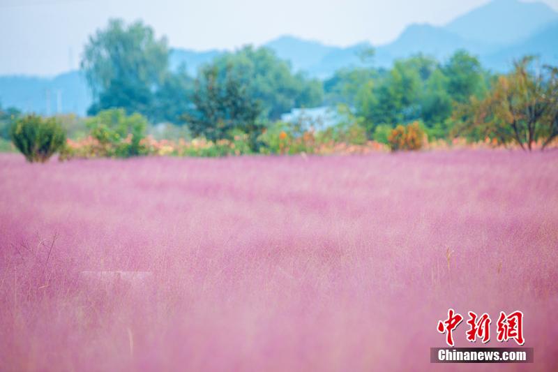 البساط الوردي بالصين قبلة السياح أثناء عطلة العيد الوطني
