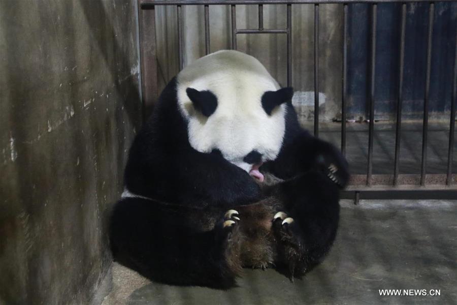 مركز أبحاث الباندا يرحب بشبل الباندا المولود حديثا