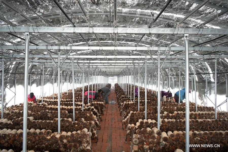 قطاع زراعة الفطر يساعد على التخفيف من حدة الققر في شمال شرقي الصين