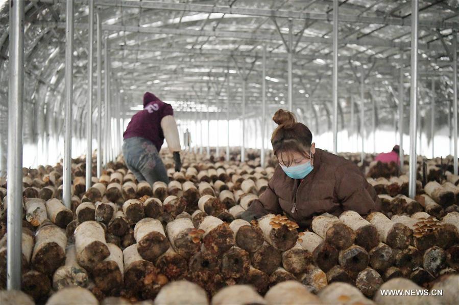 قطاع زراعة الفطر يساعد على التخفيف من حدة الققر في شمال شرقي الصين