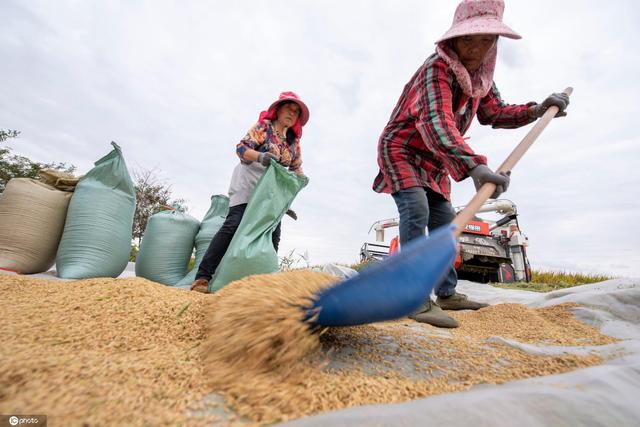سلالة الأرز المزروع في التربة المالحة تحطم الرقم القياسي للإنتاجية شرقي الصين