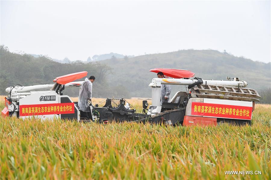 الجيل الثالث للأرز الهجين في الصين يحقق إنتاجية تعادل 22.96 طن لكل هكتار