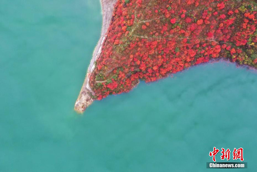 أوراق الخريف الحمراء تحاصر زرقة سد موباي شيا
