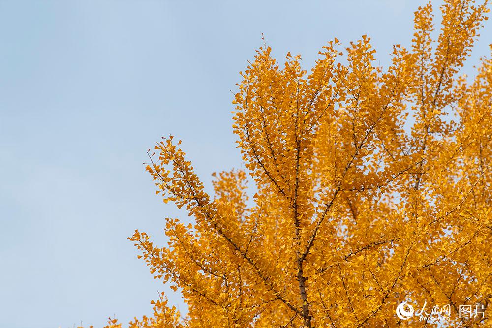 منظر رائع لشجرة الجنكة في بداية الشتاء في بكين