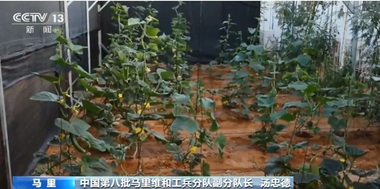 جنود حفظ السلام الصينيون يزرعون الخضروات في صحراء مالي