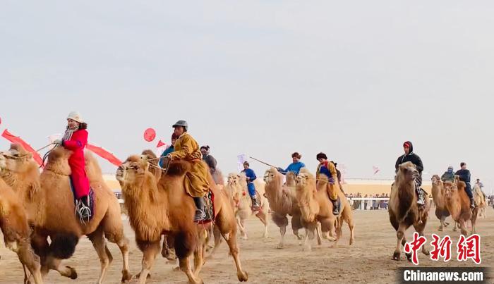 مهرجان الإبل في منغوليا الداخلية يسجل مشاركة 6000 ناقة