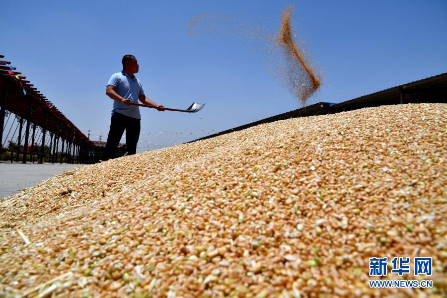 670 مليار كيلوغرام ... حجم انتاج الحبوب في الصين خلال 2020