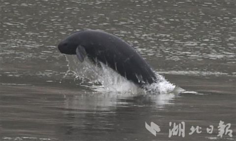 ييتشانغ: الوئام بين الناس وخنازير البحر عديمة الزعانف في نهر اليانغتسي