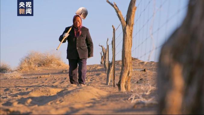 زوج وزوجة يزرعان أشجار الرمث الأسود في صحراء جوبي بالصين لمدة 18 عاما