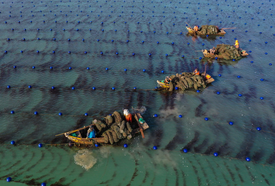 الزراعة الشتوية في البحر بمدينة رونغتشنغ من مقاطعة شاندونغ  الصينية 