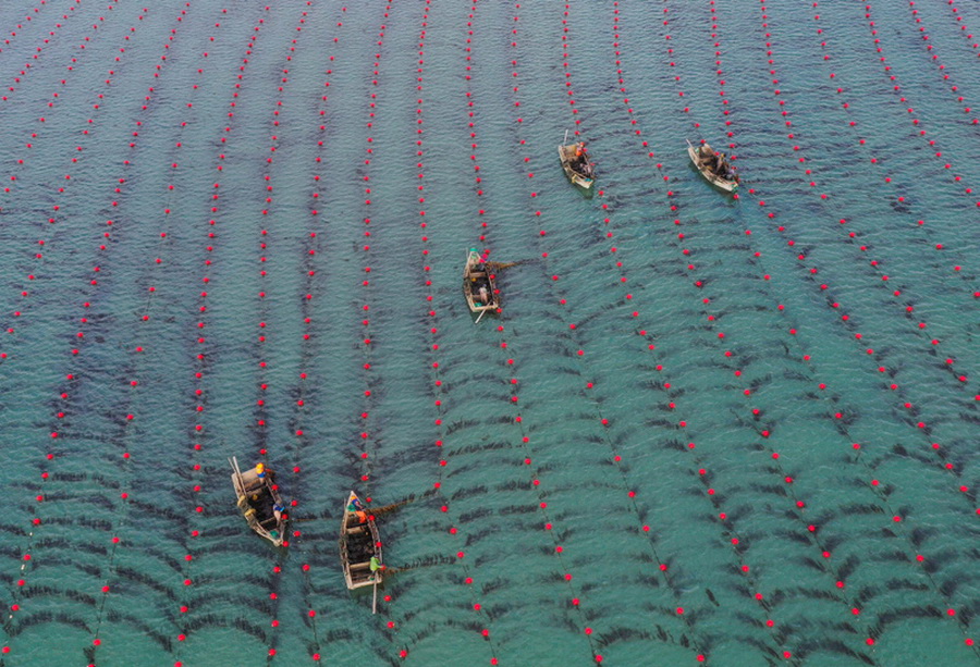 الزراعة الشتوية في البحر بمدينة رونغتشنغ من مقاطعة شاندونغ  الصينية 