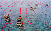 الزراعة الشتوية في البحر بمدينة رونغتشنغ من مقاطعة شاندونغ الصينية