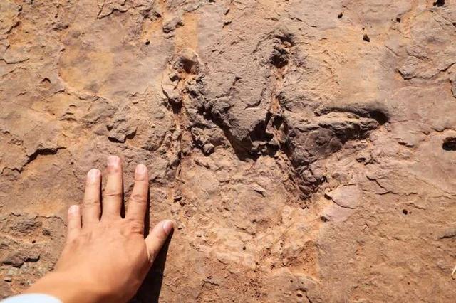 علماء يكتشفون أكثر من 240 قطعة من آثار أقدام الديناصورات في شرقي الصين