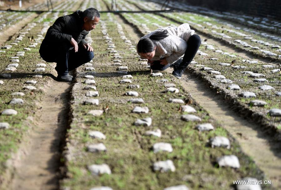 منطقة نينغشيا شمال غربي الصين تطور صناعة زراعة الفطر لزيادة دخل السكان المحليين