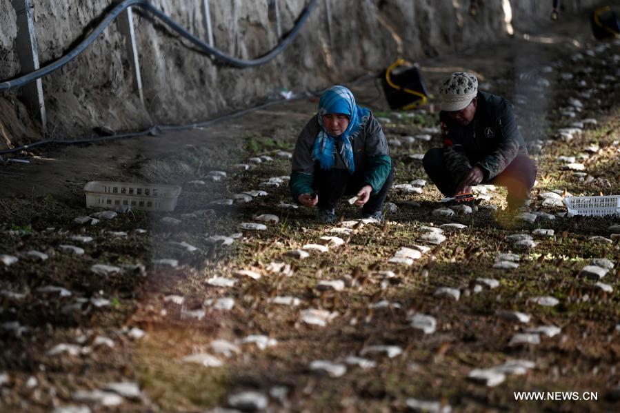 منطقة نينغشيا شمال غربي الصين تطور صناعة زراعة الفطر لزيادة دخل السكان المحليين