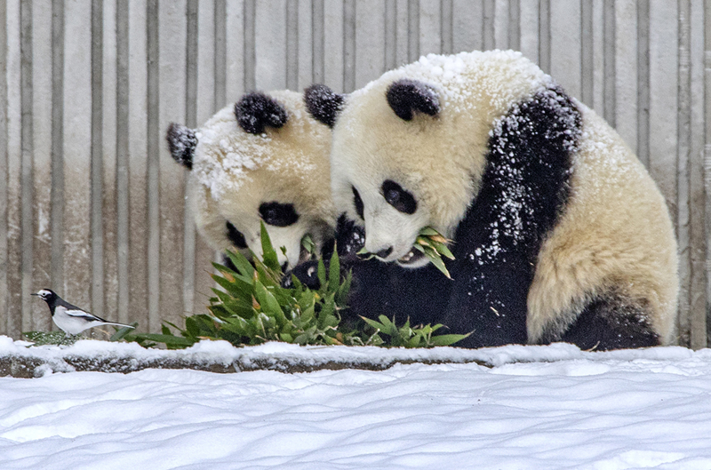 ونتشوان ، سيتشوان: الباندا تستمتع باللعب في الثلج