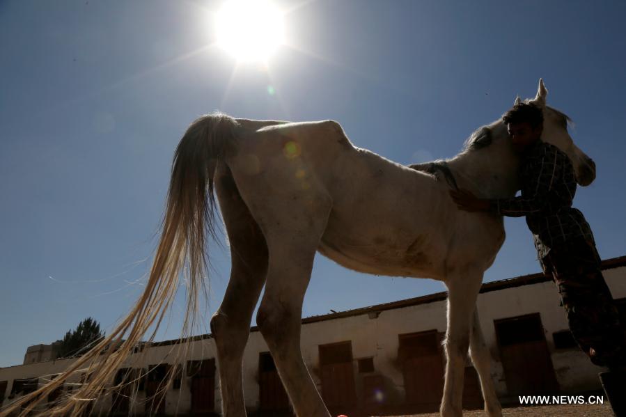 تحقيق إخباري: الخيول العربية الأصيلة يتهددها الموت جوعا في اليمن الذي مزقته الحرب