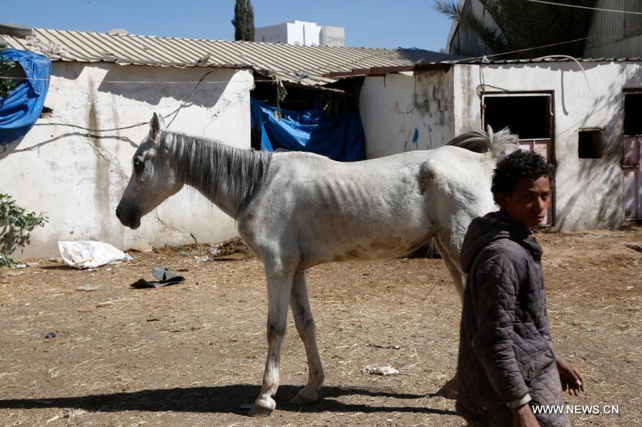 تحقيق إخباري: الخيول العربية الأصيلة يتهددها الموت جوعا في اليمن الذي مزقته الحرب