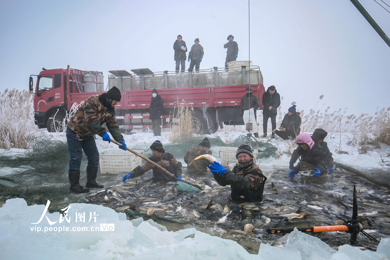 صيد الأسماك تحت الجليد في شينجيانغ