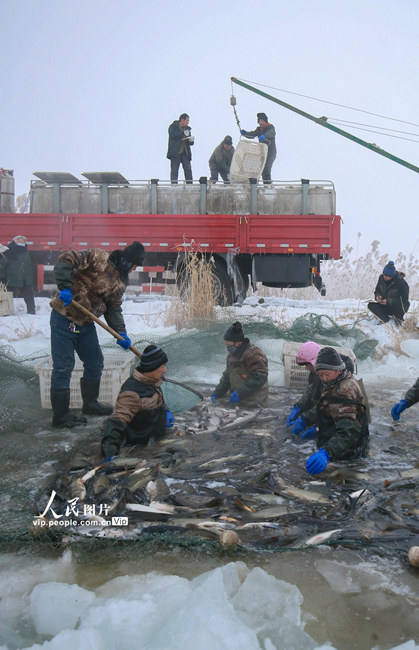 صيد الأسماك تحت الجليد في شينجيانغ