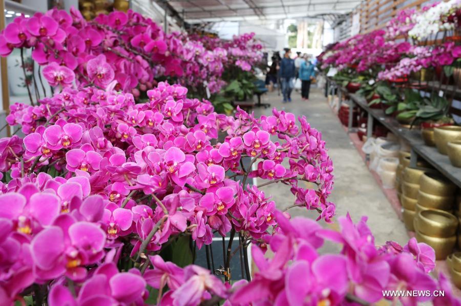 ازدهار صناعة تربية زهرة الأوركيد في منطقة هونغ كونغ في عيد الربيع