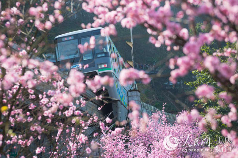 رحلة الربيع: قطار تشونغتشينغ يشق بحر العطور