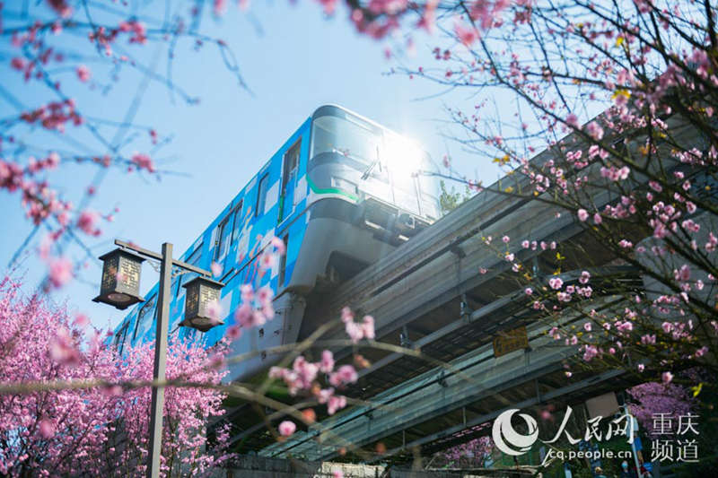 رحلة الربيع: قطار تشونغتشينغ يشق بحر العطور