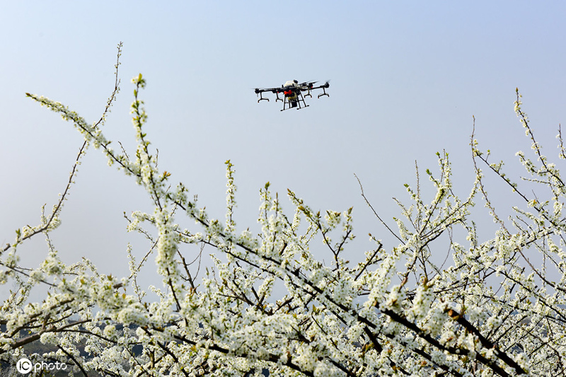 نانتشونغ ، سيتشوان: طائرات بدون طيار تلقح أزهار البرقوق