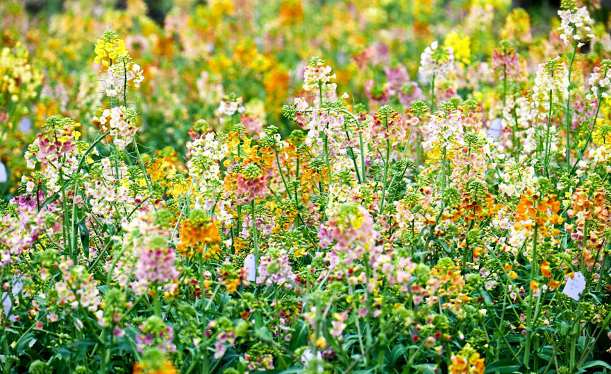 فريق من جامعة في جيانغشي ينجح في زراعة 38 لونًا من أزهار الكانولا