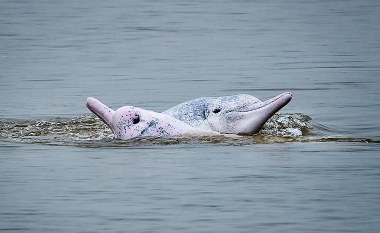 "الباندا العملاقة المائية".. الدلافين البيضاء الصينية تقفز في مياه فوجيان