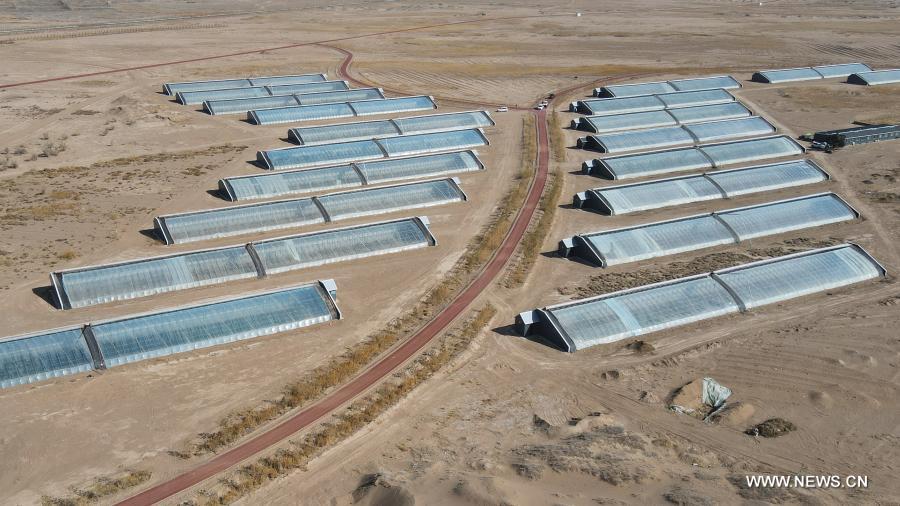 تطوير الزراعة الحديثة في الصحراء في شمال غربي الصين