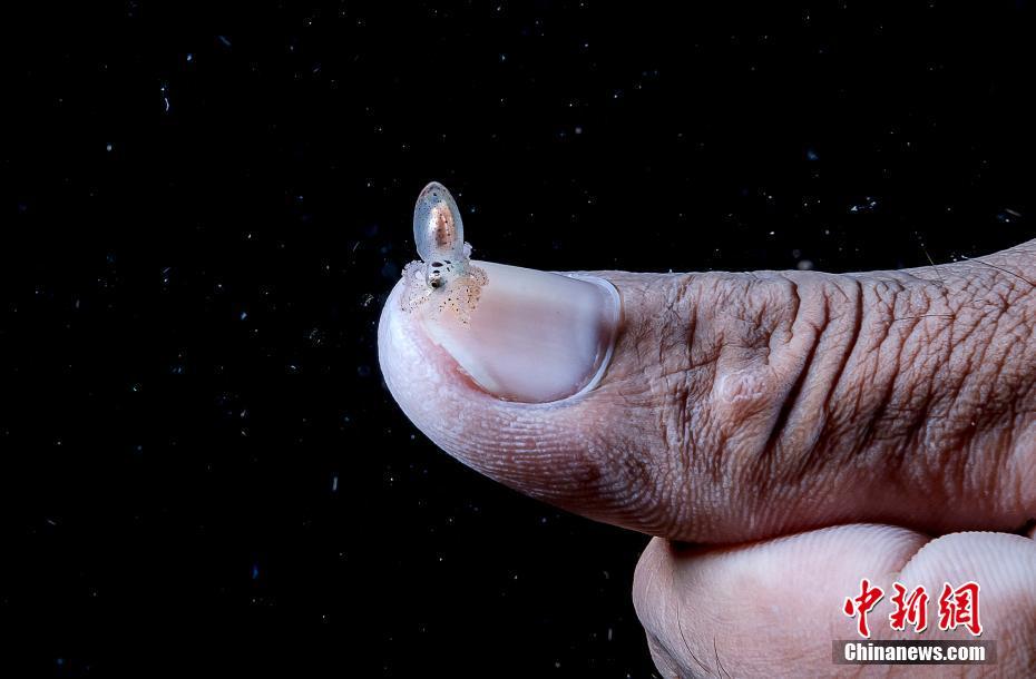مصور يلتقط صورا واضحة للكائنات البحرية الصغيرة