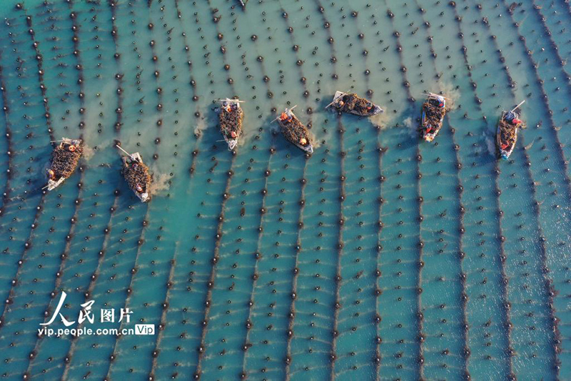 حقل البحر الأزرق المذهل بشاندونغ يدخل موسم حصاد عشب البحر 