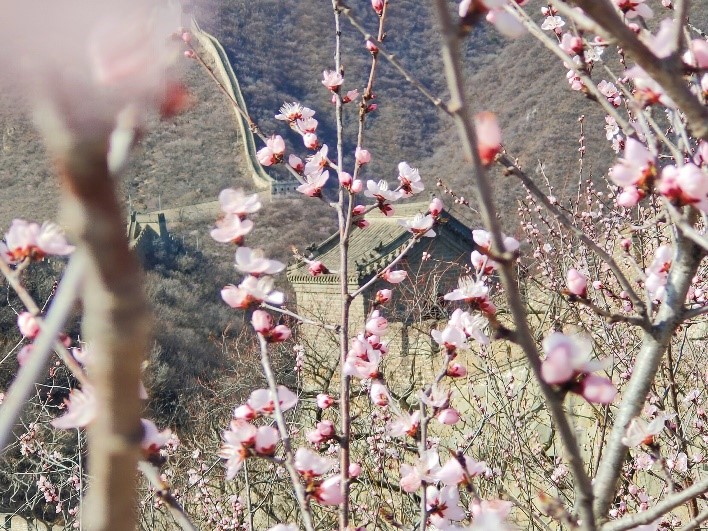 أزهار الخوخ تتفتح حول سور الصين