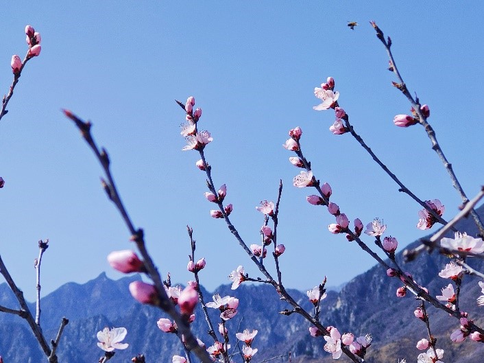 أزهار الخوخ تتفتح حول سور الصين