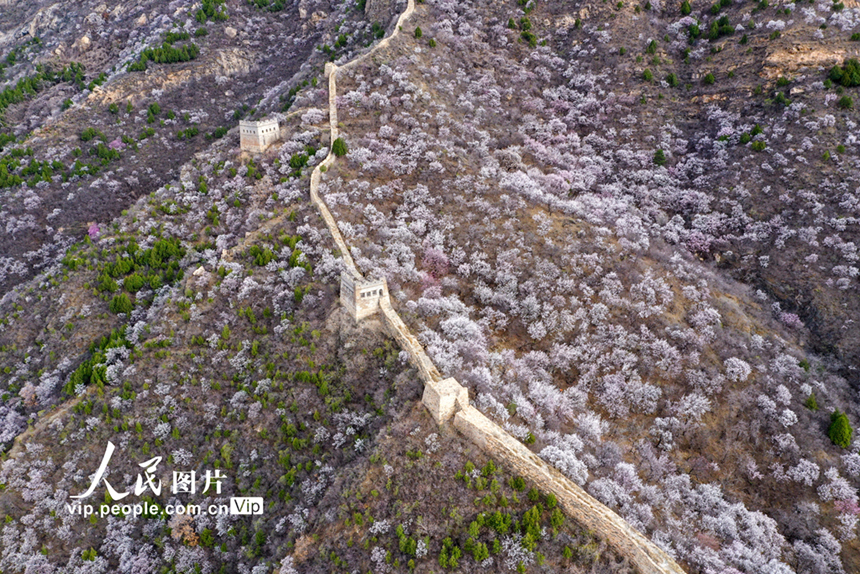 بكين: أزهار المشمش المتفتحة تزين سور الصين العظيم