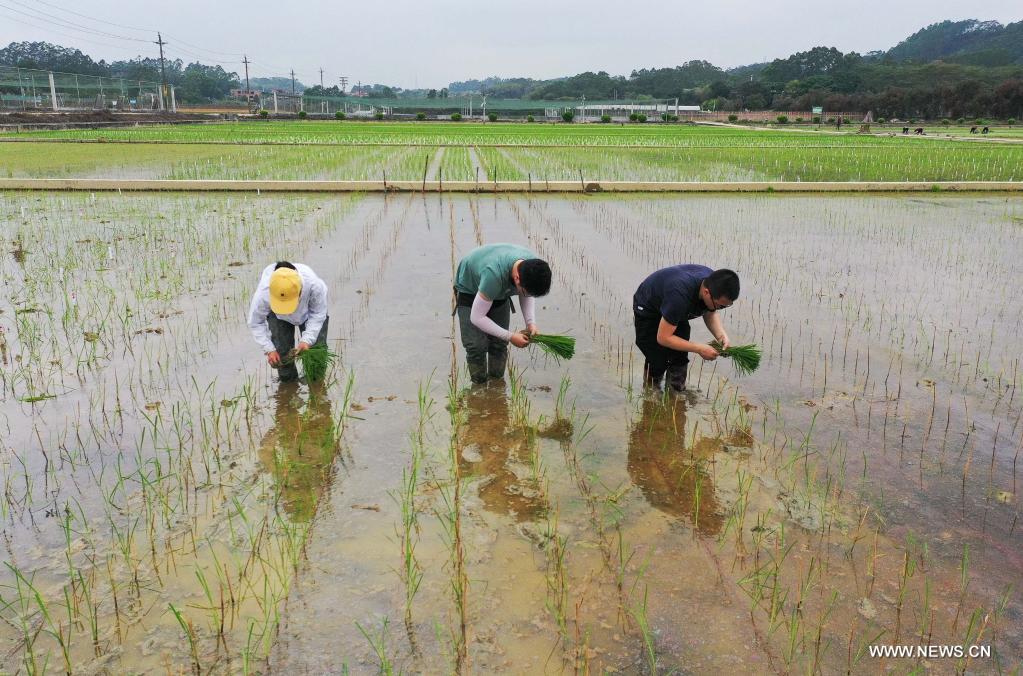 زراعة شتلات الأرز الفضائية في حقل تجريبي بجنوبي الصين