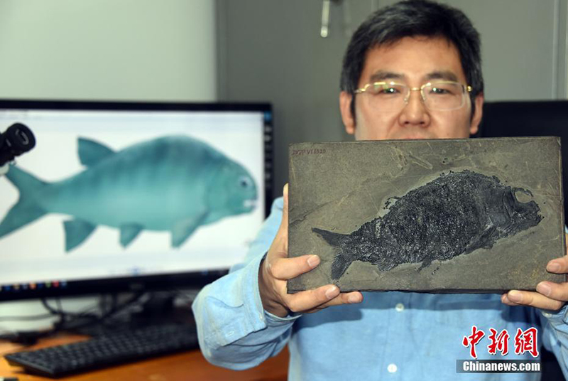 أكثر من 240 مليون سنة...علماء صينيون يعثرون على أقدم أحفور للأسماك القارضة