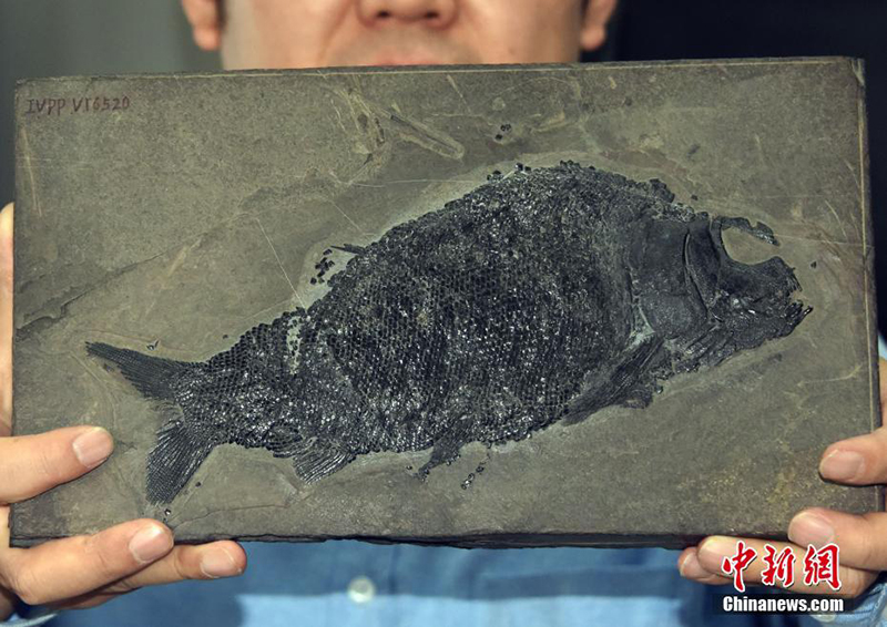 أكثر من 240 مليون سنة...علماء صينيون يعثرون على أقدم أحفور للأسماك القارضة