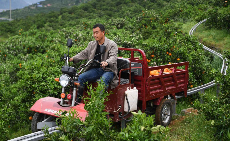 مزارع بمدينة تشونغتشينغ يخترع سكة حديد لنقل محاصيل البرتقال خارج الضيعة