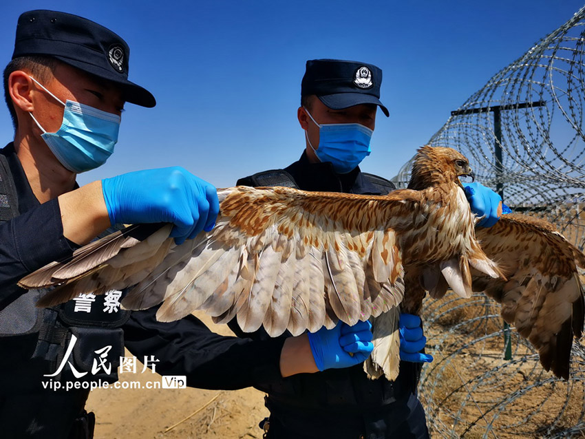 شرطة شينجيانغ تنقذ صقر عالق داخل السياج الحدودي