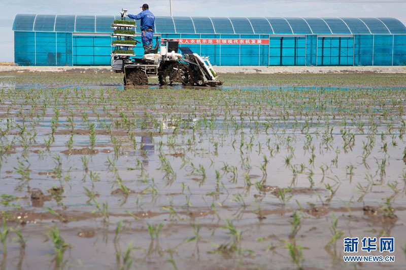 نظام بيدو الصيني يسهم في زراعة الأرز بمقاطعة هيلونغجيانغ