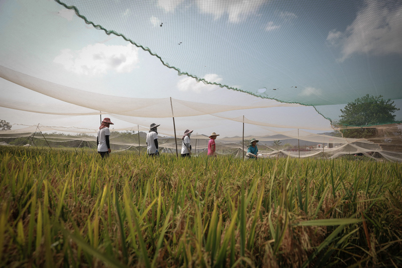 هاينان تضاعف جهود زراعة أرز البحر