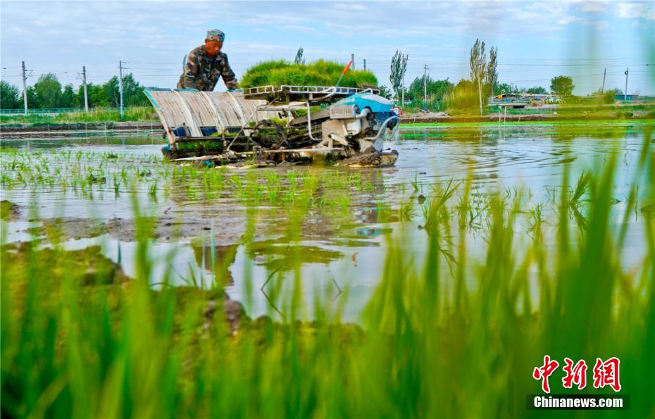 الصور: المناظر الطبيعية الجميلة لحقول الأرز في قانسو شمال غربي الصين