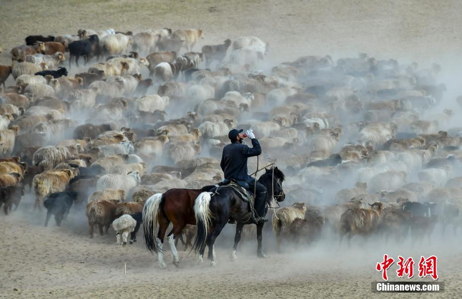 ألتاي، شينجيانغ.. ملايين من رؤوس الماشية تدخل موسم الانتقال إلى المراعي الصيفية