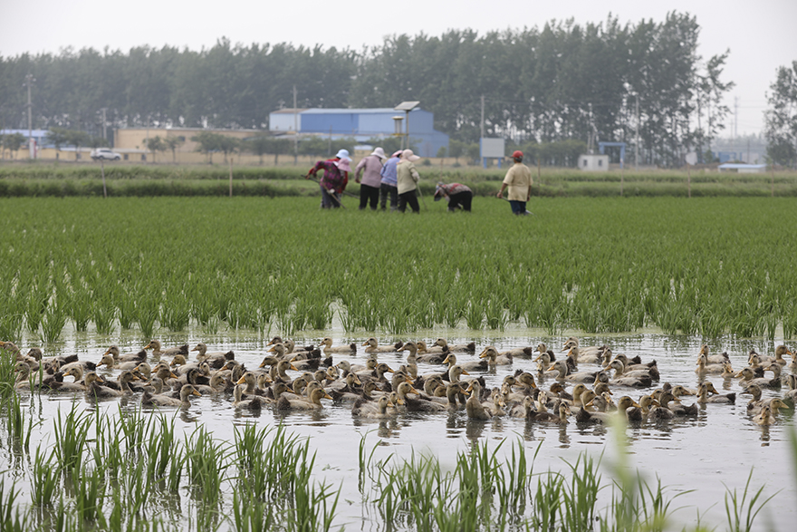 هوايان ، جيانغسو: زراعة الأرز وتربية البط معاً لتحسين الدخل