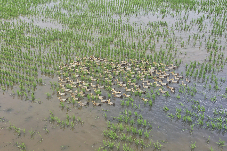هوايان ، جيانغسو: زراعة الأرز وتربية البط معاً لتحسين الدخل