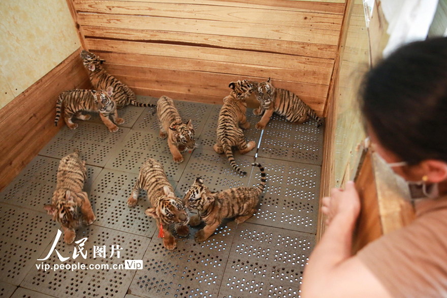 نانتشانغ: صغار النمر يهلون في حديقة الحيوانات بجنوب الصين 