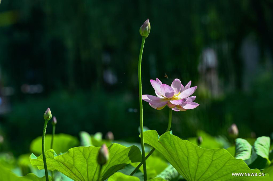 تفتح زهور اللوتس في الصين مع حلول الصيف