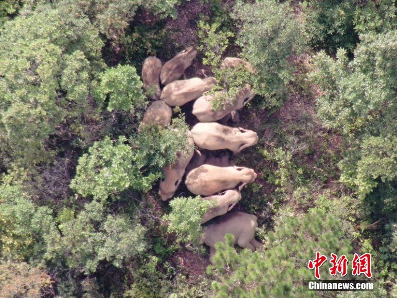 قطيع الأفيال المهاجر في الصين يتحرك قليلا إلى الشمال الشرقي